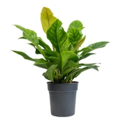 Anthurium Elipticum - Jungle Bush -Plants Sale Store Anthurium elipticum Jungle Bush 24x60m