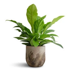 Albero Plant Pot - Cement -Plants Sale Store Anthurium elipticum Jungle Bush 24x60m Albero Plant Pot Cement 28x26cm