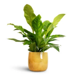 Anthurium Elipticum - Jungle Bush -Plants Sale Store Anthurium elipticum Jungle Bush 24x60m Babet Plant Pot Pine 27x23cm a2afe728 8512 4e35 8291 fc1d44ff0324