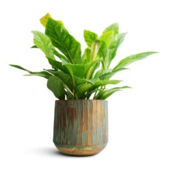 Anthurium Elipticum - Jungle Bush -Plants Sale Store Anthurium elipticum Jungle Bush 24x60m Caro Metal Plant Pot Copper Green 28x27cm