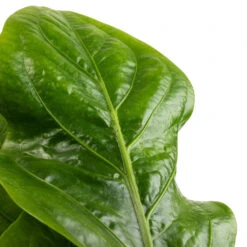 Anthurium Elipticum - Jungle Bush -Plants Sale Store Anthurium elipticum Jungle Bush SWATCH