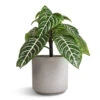 Aphelandra Squarrosa Botanica - Zebra Plant -Plants Sale Store Aphelandra squarrosa Botanica Zebra Plant 13x35cm Leon Plant Pot Cement 14.5x12cm 7792f0de a152 499b 97a5 63e03727b62f