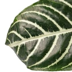 Aphelandra Squarrosa Botanica - Zebra Plant 10 Aphelandra Squarrosa Botanica - Zebra Plant -Plants Sale Store Aphelandra squarrosa Botanica Zebra Plant SWATCH 2