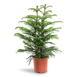 Araucaria Heterophylla - Norfolk Island Pine -Plants Sale Store Araucaria Heterophylla Norfolk Island Pine 22x90cm