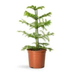 Araucaria Heterophylla - Norfolk Island Pine -Plants Sale Store Araucaria heterophylla Norfolk Island Pine 14x45cm 2