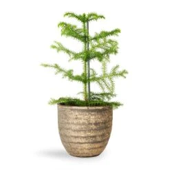 Araucaria Heterophylla - Norfolk Island Pine -Plants Sale Store Araucaria heterophylla Norfolk Island Pine 14x45cm Cas Plant Pot Sahara 17x15cm