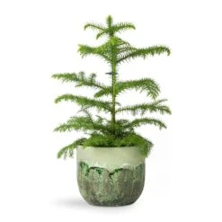 Moon Plant Pot - Jungle -Plants Sale Store Araucaria heterophylla Norfolk Island Pine 14x45cm Moon Plant Pot Jungle 17x15cm fb565cb7 4e3c 4943 9c1c 7c6b5ba9d3f4