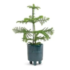 Araucaria Heterophylla - Norfolk Island Pine -Plants Sale Store Araucaria heterophylla Norfolk Island Pine 14x45cm Pisa Plant Pot Emerald 16x19cm a71f3462 0bba 4240 a52a a73205f3a1b3