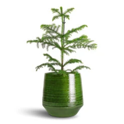 Araucaria Heterophylla - Norfolk Island Pine -Plants Sale Store Araucaria heterophylla Norfolk Island Pine 14x45cm Remi Plant Pot Green 23x25cm