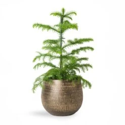 Araucaria Heterophylla - Norfolk Island Pine -Plants Sale Store Araucaria heterophylla Norfolk Island Pine 14x45cm Ryan Plant Pot Shiny Gold 18x16cm 2