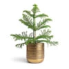 Araucaria Heterophylla - Norfolk Island Pine -Plants Sale Store Araucaria heterophylla Norfolk Island Pine 14x45cm Solis Embossed Plant Pot Gold 18x18cm