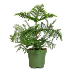 Araucaria Heterophylla - Norfolk Island Pine -Plants Sale Store Araucaria heterophylla Norfolk Island Pine 17x50cm