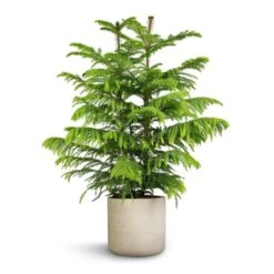 Araucaria Heterophylla - Norfolk Island Pine -Plants Sale Store Araucaria heterophylla Norfolk Island Pine 22x90cm Charlie Plant Pot Grey Washed 25x24cm