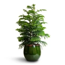 Araucaria Heterophylla - Norfolk Island Pine -Plants Sale Store Araucaria heterophylla Norfolk Island Pine 22x90cm Charlotte Plant Pot Green 29x25cm