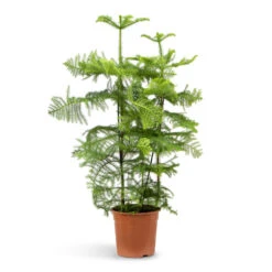 Araucaria Heterophylla - Norfolk Island Pine -Plants Sale Store Araucaria heterophylla Norfolk Island Pine 27x100cm