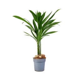 Areca Catechu - Betel Nut Palm -Plants Sale Store Areca catechu Betel Nut Palm 12x50cm