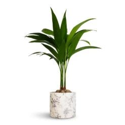 Lazzaro Plant Pot - Vintage Bird -Plants Sale Store Areca catechu Betel Nut Palm 12x50cm Lazzaro Plant Pot Vintage Bird 15x13cm