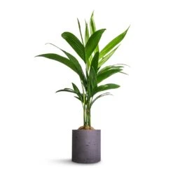 Puk Plant Pot - Black Washed -Plants Sale Store Areca catechu Betel Nut Palm 12x50cm Puk Plant Pot Black Washed 15x15cm a04d62b4 ff93 4766 a0e3 59dc96f82342