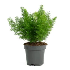 Asparagus Densiflorus Myersii - Foxtail Fern -Plants Sale Store Asparagus densiflorus Myersii Foxtail Fern 12cm