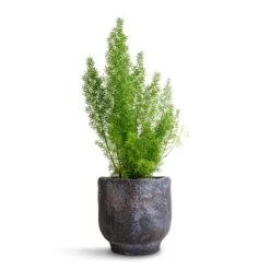 Asparagus Densiflorus Myersii - Foxtail Fern -Plants Sale Store Asparagus densiflorus Myersii Foxtail Fern 12x30cm Dave Plant Pot Earth 14x13cm