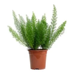 Asparagus Densiflorus Myersii - Foxtail Fern -Plants Sale Store Asparagus densiflorus Myersii Foxtail Fern 17cm