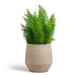 Asparagus Densiflorus Myersii - Foxtail Fern -Plants Sale Store Asparagus densiflorus Myersii Foxtail Fern 17x60cm Humus Plant Pot Concrete 20x23cm