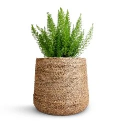 Asparagus Densiflorus Myersii - Foxtail Fern -Plants Sale Store Asparagus densiflorus Myersii Foxtail Fern 17x60cm Patt Plant Pot Straw Grass 25x22cm