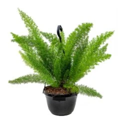 Asparagus Densiflorus Myersii - Foxtail Fern -Plants Sale Store Asparagus densiflorus Myersii Foxtail Fern 20cm