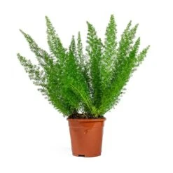Asparagus Densiflorus Myersii - Foxtail Fern -Plants Sale Store Asparagus densiflorus Myersii Foxtail Fern