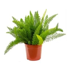 Asparagus Densiflorus Myersii - Foxtail Fern -Plants Sale Store Asparagus densiflorus Myersii Foxtail Fern 27cm