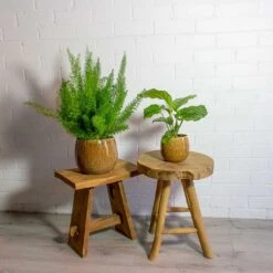 Asparagus Densiflorus Myersii - Foxtail Fern -Plants Sale Store Asparagus densiflorus Myersii Foxtail Fern Calathea orbifolia mischa caramel plant pot e4d49e01 2bd8 4947 8f7b 7f7f5c325a3c