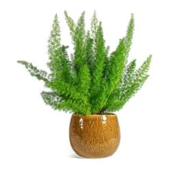 Asparagus Densiflorus Myersii - Foxtail Fern -Plants Sale Store Asparagus densiflorus Myersii Foxtail Fern Mischa Plant Pot Caramel