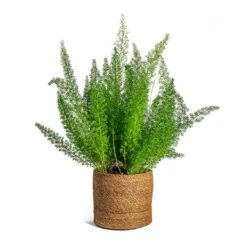 Asparagus Densiflorus Myersii - Foxtail Fern -Plants Sale Store Asparagus densiflorus Myersii Foxtail Fern Stef Plant Baskets Set of 5 Camel c8f138dc 7860 445c bb25 cc89124c3d6b