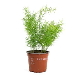 Asparagus Densiflorus Sprengeri - Emerald Feather Fern -Plants Sale Store Asparagus densiflorus Sprengeri Emerald Feather Fern 12cm