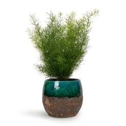 Asparagus Densiflorus Sprengeri - Emerald Feather Fern -Plants Sale Store Asparagus densiflorus Sprengeri Emerald Feather Fern 12x30cm Lindy Plant Pot Black Green 19x16cm