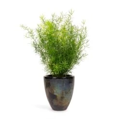 Asparagus Densiflorus Sprengeri - Emerald Feather Fern -Plants Sale Store Asparagus densiflorus Sprengeri Emerald Feather Fern 12x30cm Livin Beauty Flowerpot Black Silver Smooth 15x17cm