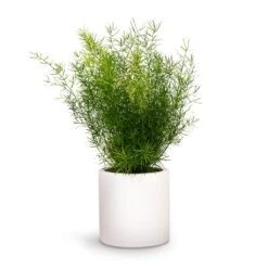 Asparagus Densiflorus Sprengeri - Emerald Feather Fern -Plants Sale Store Asparagus densiflorus Sprengeri Emerald Feather Fern 12x30cm Puk Planter Matt White 15x15cm