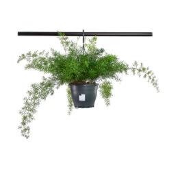 Asparagus Densiflorus Sprengeri - Emerald Feather Fern -Plants Sale Store Asparagus densiflorus Sprengeri Emerald Feather Fern 19cm