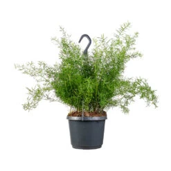 Asparagus Densiflorus Sprengeri - Emerald Feather Fern -Plants Sale Store Asparagus densiflorus Sprengeri Emerald Feather Fern 19x60cm