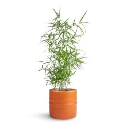 Hadleigh Plant Pot - Amber -Plants Sale Store Asparagus falcatus Sicklehorn 12x40cm Hadleigh Plant Pot Amber 14x13cm
