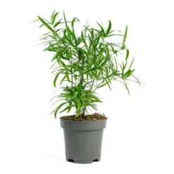 Asparagus Falcatus - Sicklethorn 21 Asparagus Falcatus - Sicklethorn -Plants Sale Store Asparagus falcatus Sicklethorn 12cm New