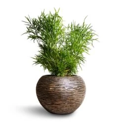 Asparagus Falcatus - Sicklethorn 18 Asparagus Falcatus - Sicklethorn -Plants Sale Store Asparagus falcatus Sicklethorn 17x45cm Luxe Lite Wrinkle Globe Planter Bronze 33x24cm