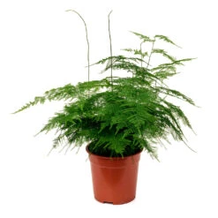 Asparagus Setaceus - Lace Fern -Plants Sale Store Asparagus setaceus 60cm