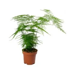 Asparagus Setaceus - Lace Fern -Plants Sale Store Asparagus setaceus Lace Fern 12x30cm