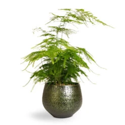 Asparagus Setaceus - Lace Fern -Plants Sale Store Asparagus setaceus Lace Fern 12x35cm Noor Plant Pot Velvet Green 16x13cm b324b75a 442e 4528 8f46 486a9cfd502a