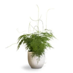 Asparagus Setaceus - Lace Fern -Plants Sale Store Asparagus setaceus Lace Fern 21x50cm Cas Plant Pot Cool Grey 25x23cm