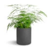 Asparagus Setaceus - Lace Fern 2 Asparagus Setaceus - Lace Fern -Plants Sale Store Asparagus setaceus Lace Fern 21x50cm Puk Plant Pot Black Washed 25x25cm