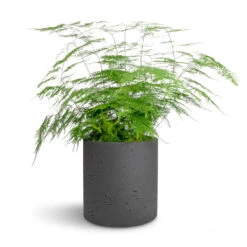 Puk Plant Pot - Black Washed -Plants Sale Store Asparagus setaceus Lace Fern 21x50cm Puk Plant Pot Black Washed 25x25cm 0e735bee 66dd 42bb 8f1c dc8b60022cb3