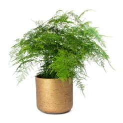 Asparagus Setaceus - Lace Fern -Plants Sale Store Asparagus setaceus Lace Fern Charlie Metallic Copper Plant Pot