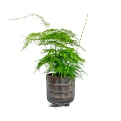 Asparagus Setaceus - Lace Fern -Plants Sale Store Asparagus setaceus Lace Fern Denise Plant Pot Blue Bronze